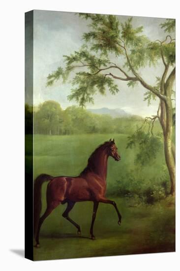An Arabian Stallion Beneath a Tree, C.1761-63-George Stubbs-Premier Image Canvas