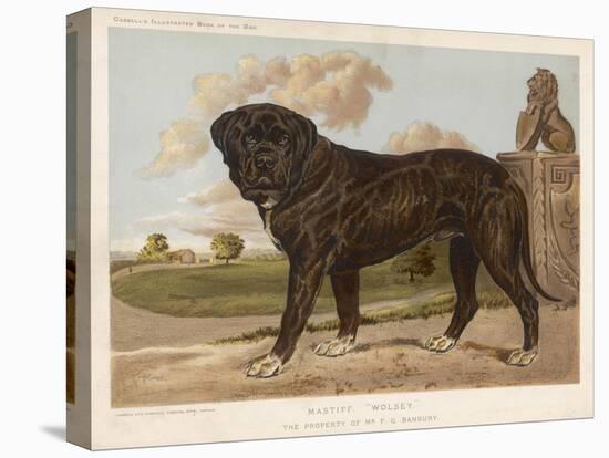 An Aristocratic Mastiff in the Grounds of a Stately Home-null-Stretched Canvas