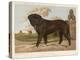 An Aristocratic Mastiff in the Grounds of a Stately Home-null-Stretched Canvas