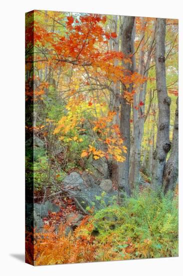 An Array of Fall Color, Maine Coast, New England-Vincent James-Premier Image Canvas