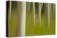 An artistic blur image of aspen trees.-Brenda Tharp-Premier Image Canvas