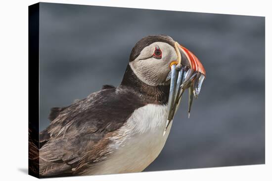 An Atlantic Puffin (Fratercula arctica), carrying sand eels, Staple Island, Farne Islands-Nigel Hicks-Premier Image Canvas