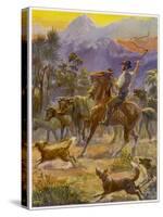 An Australian Bushman Rounds Up His Cattle with the Assistance of His Dogs-null-Stretched Canvas