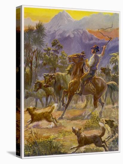 An Australian Bushman Rounds Up His Cattle with the Assistance of His Dogs-null-Stretched Canvas