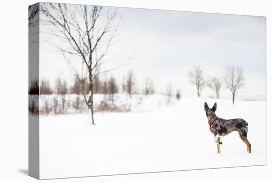 An Australian Shepherd, Cattle Dog Mix Pup Takes A Walk In The Snow-Karine Aigner-Premier Image Canvas