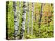 An Autumn View of a Birch Forest in Michigan's Upper Peninsula.-Julianne Eggers-Premier Image Canvas