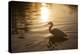 An Egret at Sunset on Ibirapuera Park Lake-Alex Saberi-Premier Image Canvas