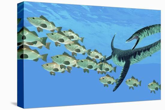 An Elasmosaurus Hunts a School of Bocaccio Fish-Stocktrek Images-Stretched Canvas