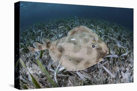 An Electric Ray on the Seafloor of Turneffe Atoll Off the Coast of Belize-Stocktrek Images-Premier Image Canvas
