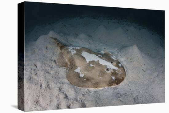 An Electric Ray on the Seafloor of Turneffe Atoll Off the Coast of Belize-Stocktrek Images-Premier Image Canvas