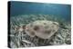 An Electric Ray on the Seafloor of Turneffe Atoll Off the Coast of Belize-Stocktrek Images-Premier Image Canvas