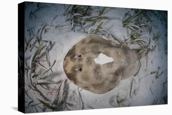 An Electric Ray on the Seafloor of Turneffe Atoll Off the Coast of Belize-Stocktrek Images-Premier Image Canvas