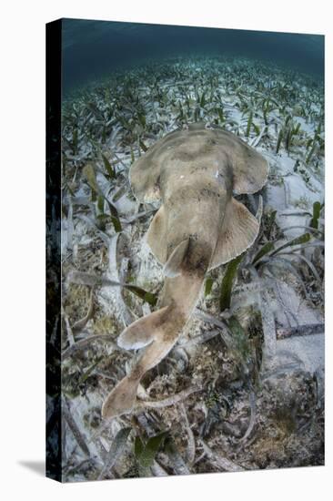 An Electric Ray on the Seafloor of Turneffe Atoll Off the Coast of Belize-Stocktrek Images-Premier Image Canvas