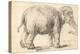 An Elephant, 1637-Rembrandt Harmensz. van Rijn-Premier Image Canvas