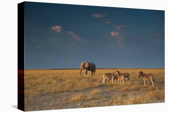 An Elephant, Loxodonta Africana, and Zebras in Grassland at Sunset-Alex Saberi-Premier Image Canvas