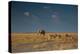 An Elephant, Loxodonta Africana, and Zebras in Grassland at Sunset-Alex Saberi-Premier Image Canvas