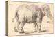 An Elephant-Rembrandt van Rijn-Premier Image Canvas