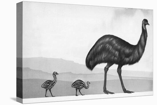 An Emu with Her Chicks-English School-Premier Image Canvas