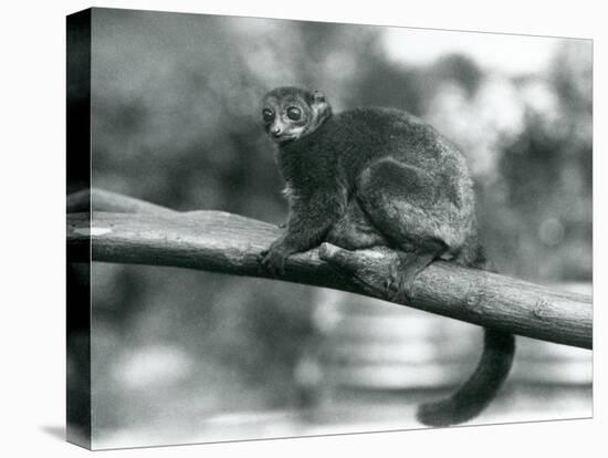 An Endangered Coquerel's Giant Mouse Lemur/Coquerel's Dwarf Lemur/Southern Giant Mouse Lemur, Resti-Frederick William Bond-Premier Image Canvas