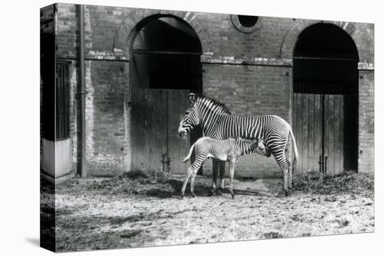 An Endangered Grevy's/Imperial Zebra, Standing Feeding Her 4 Day Old Foal, in their Paddock at Lond-Frederick William Bond-Premier Image Canvas