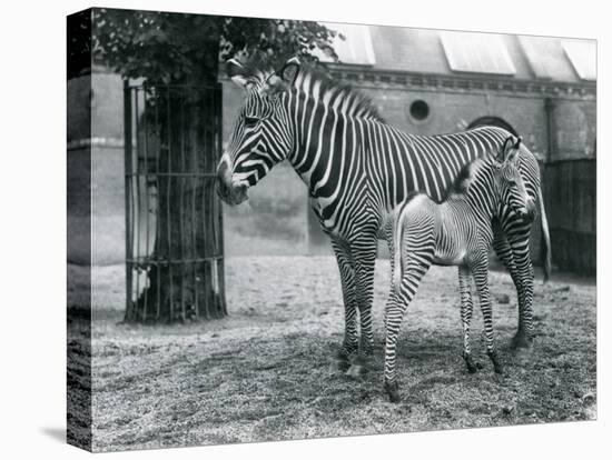 An Endangered Grevy's/Imperial Zebra, Standing with Her 4 Day Old Foal, in their Paddock at London-Frederick William Bond-Premier Image Canvas