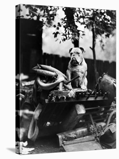 An English Bulldog Perches on a Junk Pile, Ca. 1930-null-Premier Image Canvas