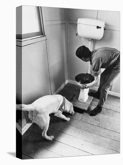 An Excited Army Sniffer Dog Sniffs under the Floorboards Near the Toilet-null-Premier Image Canvas