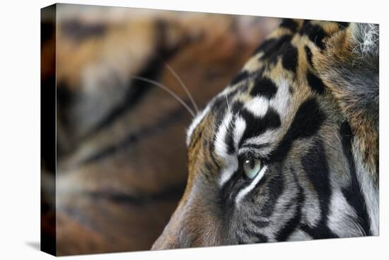 An Extreme Closeup Of A Tiger's Eye And The Pattern On Its Face-Karine Aigner-Premier Image Canvas