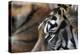 An Extreme Closeup Of A Tiger's Eye And The Pattern On Its Face-Karine Aigner-Premier Image Canvas