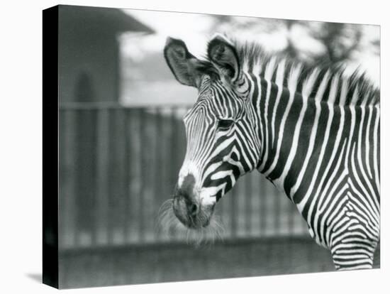 An Female/Jenny Endangered Grevy's Zebra, London Zoo, July 1926 (B/W Photo)-Frederick William Bond-Premier Image Canvas