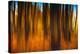 An Impressionistic in Camera Blur of Colorful Autumn Trees-Rona Schwarz-Premier Image Canvas