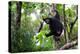 An Indri Lemur on the Tree Watches the Visitors to the Park-Cavan Images-Premier Image Canvas