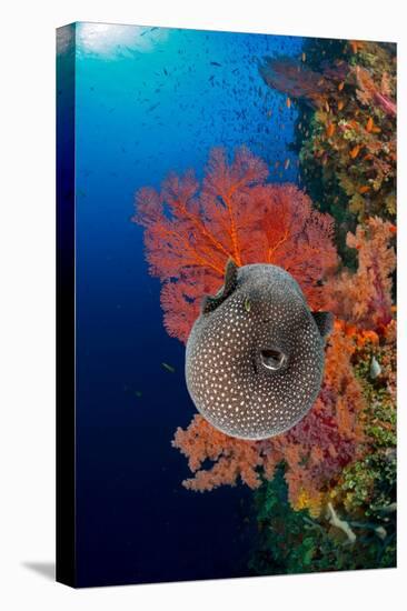 An inflated Guineafowl pufferfish in front of sea fans, Fiji-David Fleetham-Premier Image Canvas
