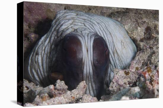 An Inquisitive Octopus in a Fijian Reef-Stocktrek Images-Premier Image Canvas