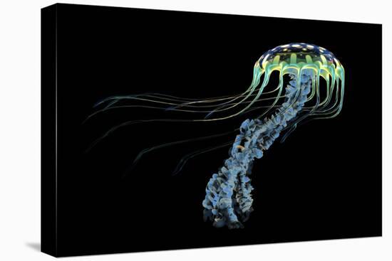 An Iridescent Blue Jellyfish with Trailing Stinging Tentacles-null-Stretched Canvas