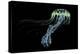 An Iridescent Blue Jellyfish with Trailing Stinging Tentacles-null-Stretched Canvas