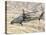 An Italian Army AW-129 Mangusta over Afghanistan-Stocktrek Images-Premier Image Canvas