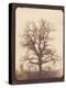 An Oak Tree in Winter by William Henry Fox Talbot-Fine Art-Premier Image Canvas