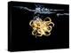 An Octopus in Water-Hermann Mock-Premier Image Canvas