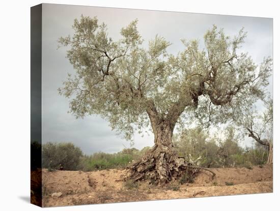 An Old Olive Tree-Roland Andrijauskas-Premier Image Canvas