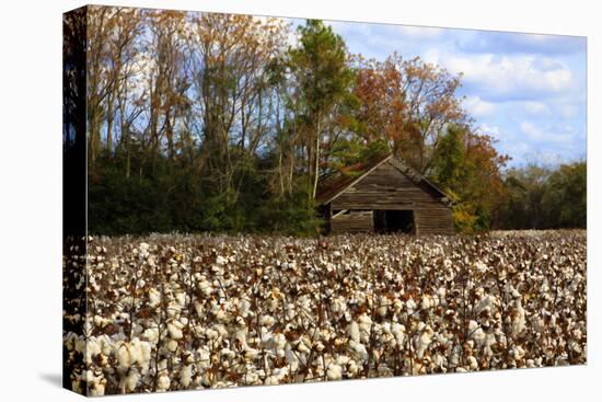 An Old Wooden Barn in a Cotton Field in South Georgia, USA-Joanne Wells-Premier Image Canvas