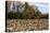 An Old Wooden Barn in a Cotton Field in South Georgia, USA-Joanne Wells-Premier Image Canvas