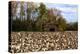 An Old Wooden Barn in a Cotton Field in South Georgia, USA-Joanne Wells-Premier Image Canvas