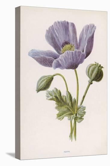 An Opium Poppy-F. Edward Hulme-Premier Image Canvas