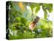 An Orange-Breasted Thornbird Perches on a Tree Branch in the Atlantic Rainforest-Alex Saberi-Premier Image Canvas