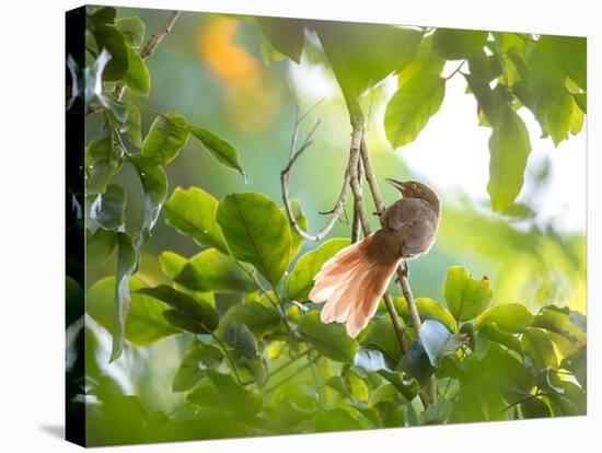 An Orange-Breasted Thornbird Perches on a Tree Branch in the Atlantic Rainforest-Alex Saberi-Premier Image Canvas
