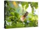 An Orange-Breasted Thornbird Perches on a Tree Branch in the Atlantic Rainforest-Alex Saberi-Premier Image Canvas