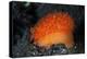 An Orange Sieve Cowry Crawling across Black Sand-Stocktrek Images-Premier Image Canvas