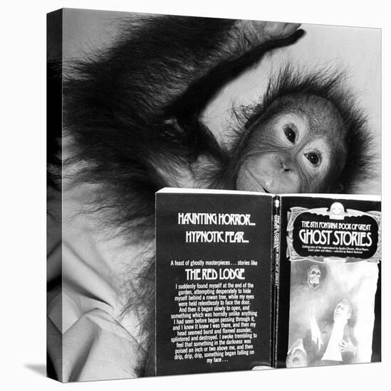 An Orangutan reading ghost stories-Staff-Premier Image Canvas