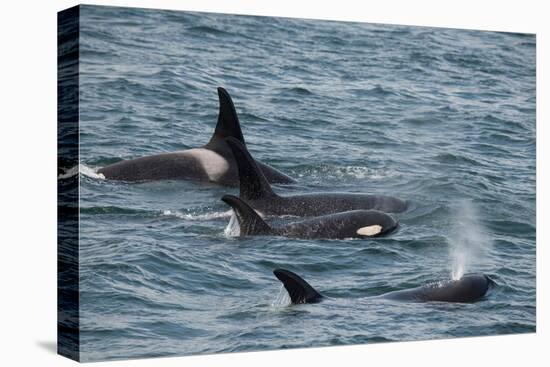 An orca family swimming along Icy Strait, Alaska.-Betty Sederquist-Premier Image Canvas